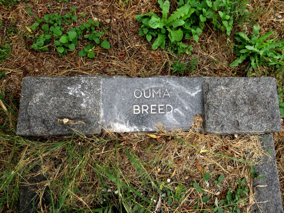 BREED Ouma